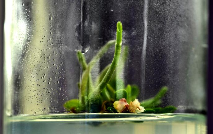 湖南省植物园成功实现极小种群合欢盆距兰引种扩繁