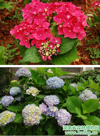 是绣球科(hydrangeaceae)的一个属,该属植物可以被统称为绣球花.