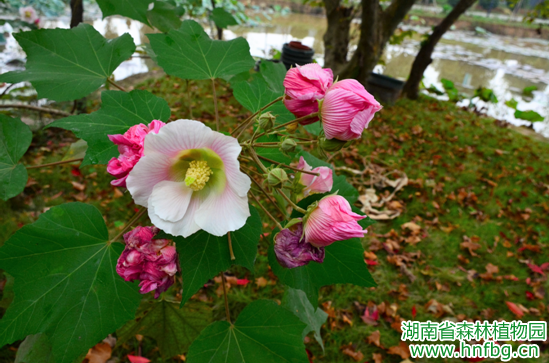 木芙蓉小知识